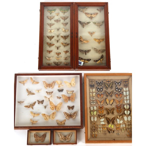 203 - Property of a lady - a late 19th / early 20th century specimen butterfly and moth collection, mounte... 