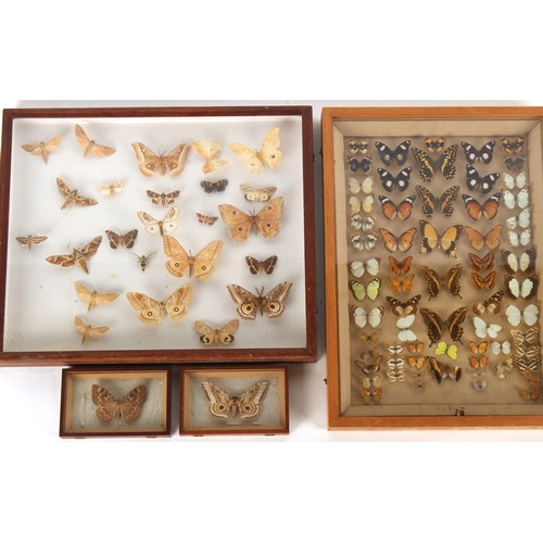 203 - Property of a lady - a late 19th / early 20th century specimen butterfly and moth collection, mounte... 