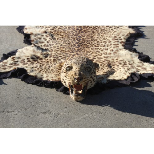 204 - Property of a deceased estate - a Van Ingen & Van Ingen taxidermy leopard skin with full head, felt ... 