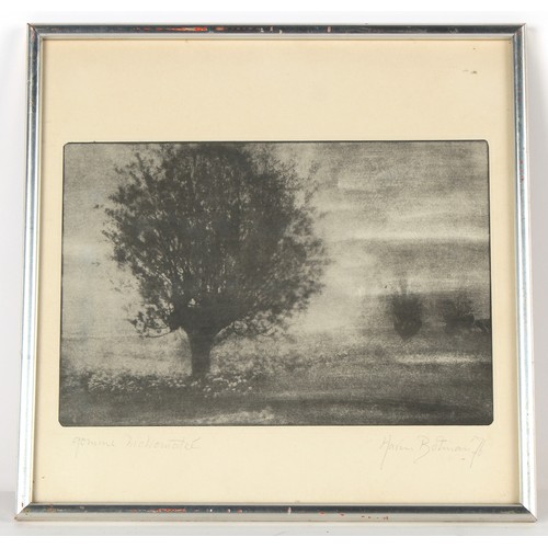 267 - Property of a deceased estate - Harm Botman (Dutch, 1952-2012) - TREES - bichromate photograph, sign... 