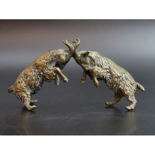 129 - A pair of bronze fighting goat figure, circa 1900. 11 x 5 cm. UK Postage £15.