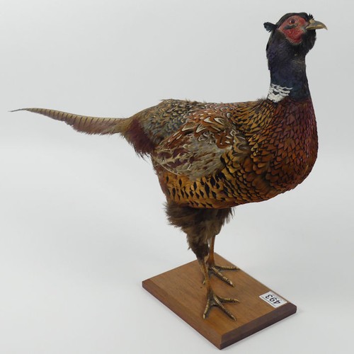 493 - A taxidermy of a Pheasant on a plinth base, 74cm x 45cm.
Collection own Courier Only.