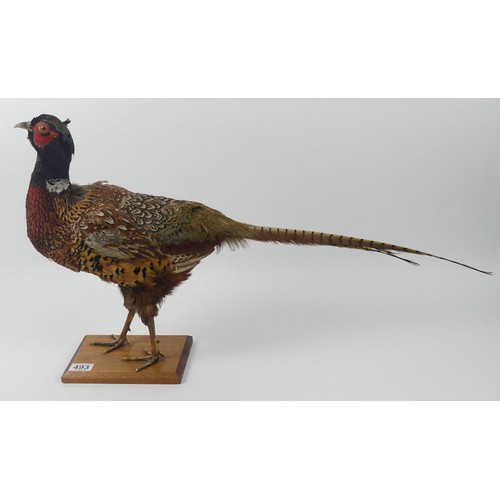 493 - A taxidermy of a Pheasant on a plinth base, 74cm x 45cm.
Collection own Courier Only.