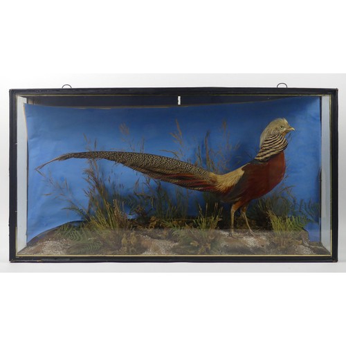 494 - A cased taxidermy of a Golden Pheasant, 89cm x 47cm.
Collection own Courier Only.