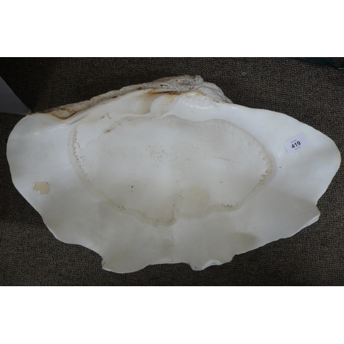 419 - A large half of a clam shell - length 25ins depth 15ins