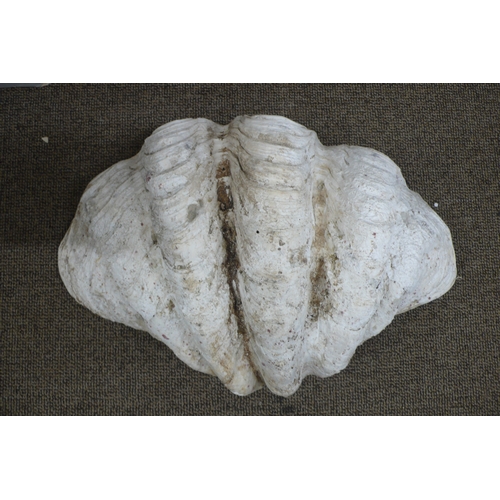 419 - A large half of a clam shell - length 25ins depth 15ins