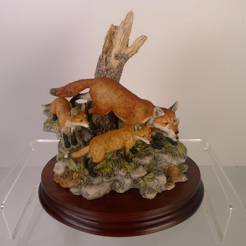 144 - A Border Fine Arts group of foxes 