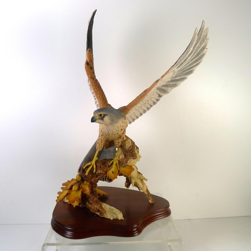 64 - A Wildtrack flying kestrel, 50cm tall, limited edition