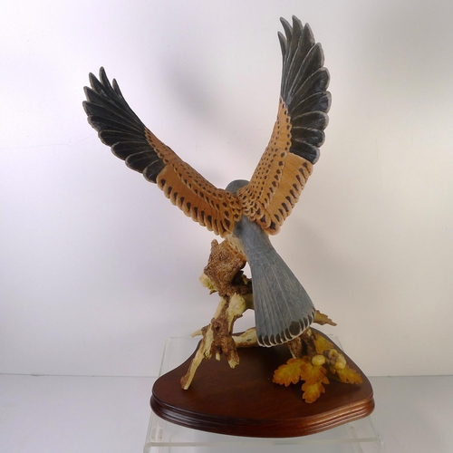 64 - A Wildtrack flying kestrel, 50cm tall, limited edition