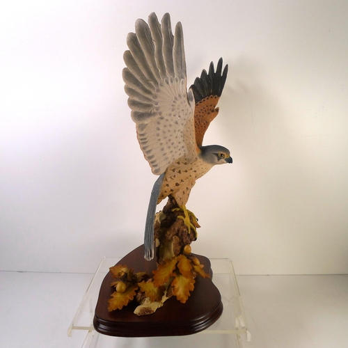 64 - A Wildtrack flying kestrel, 50cm tall, limited edition