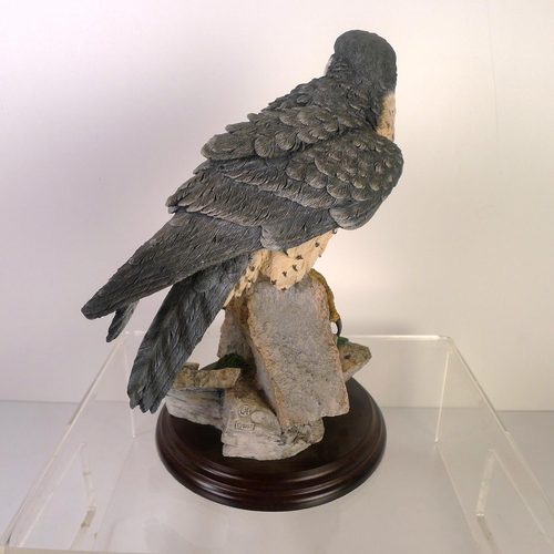 75 - A Country Artists grey kestrel, 24cm tall