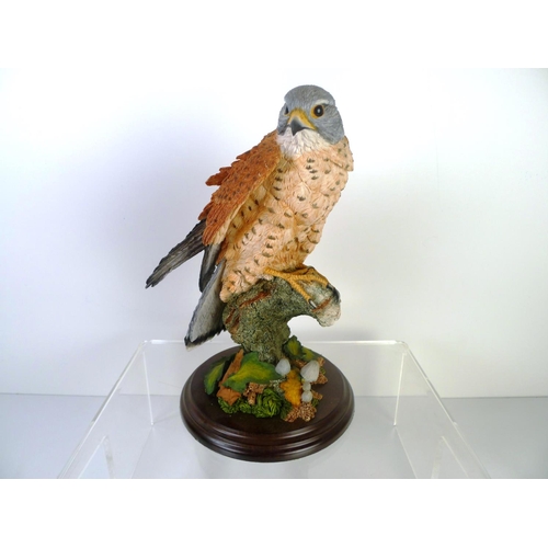 76 - A Country Artists red kestrel, 24cm tall