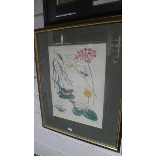 3185 - A set of 3 framed bird and floral prints