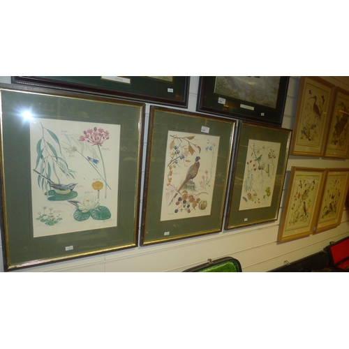 3185 - A set of 3 framed bird and floral prints