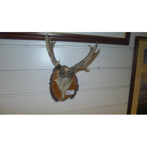 3193 - A mounted muntjac deer skull with antlers