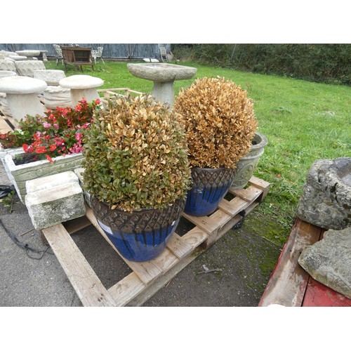 2587 - 2 decorative round blue planters with a Buxos semperviren in each