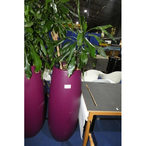 1274 - 1 live plant in a dark purple round planter approx 104cm high