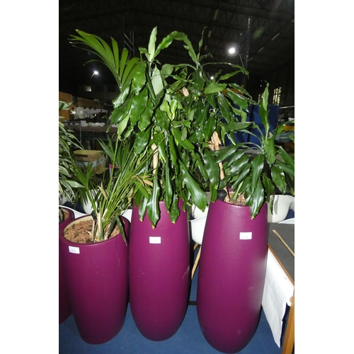 1275 - 1 live plant in a dark purple round planter approx 104cm high