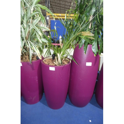 1276 - 1 live plant in a dark purple round planter approx 79cm high