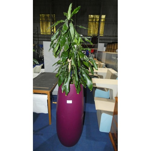 1275 - 1 live plant in a dark purple round planter approx 104cm high