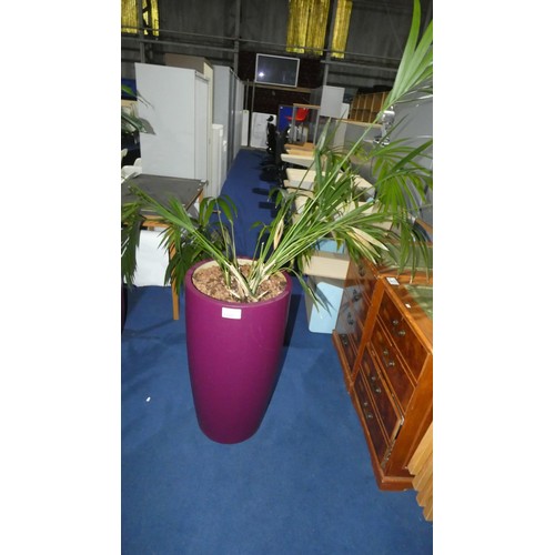 1276 - 1 live plant in a dark purple round planter approx 79cm high