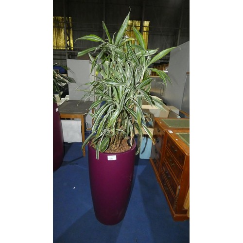 1277 - 1 live plant in a dark purple round planter approx 79cm high