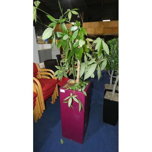 1278 - 1 live plant in a dark purple square planter approx 90cm high