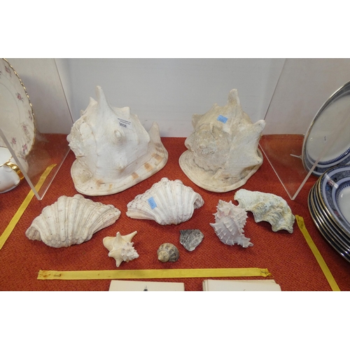 2838 - Two large conch shells and a collection of smaller seashells