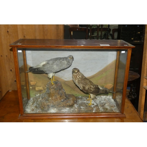 3137 - A pair of stuffed birds of prey in a mahogany display case