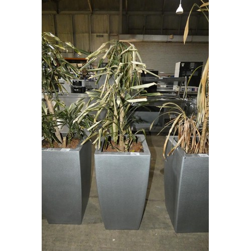 2198 - A tall interior office retangular plant pot & plant