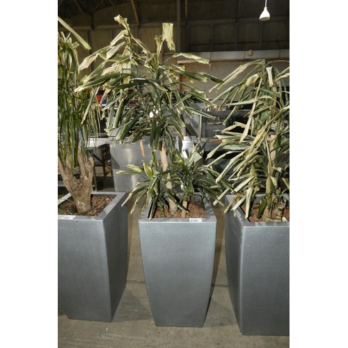 2199 - A tall interior office retangular plant pot & plant