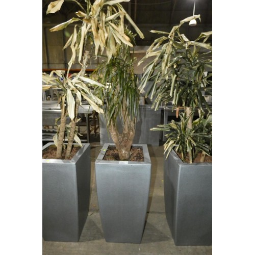 2200 - A tall interior office retangular plant pot & plant