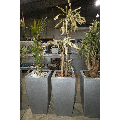 2201 - A tall interior office retangular plant pot & plant