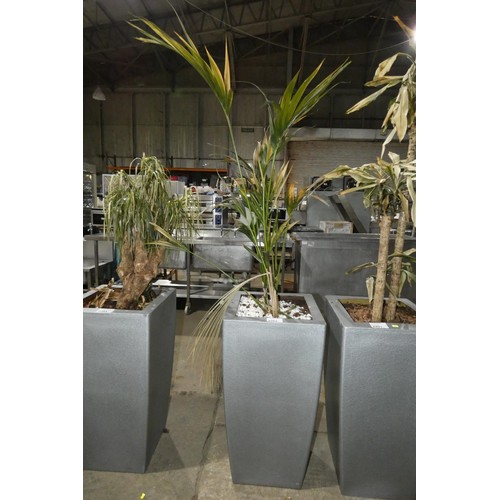 2202 - A tall interior office retangular plant pot & plant