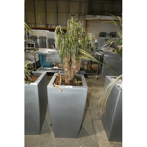 2203 - A tall interior office retangular plant pot & plant