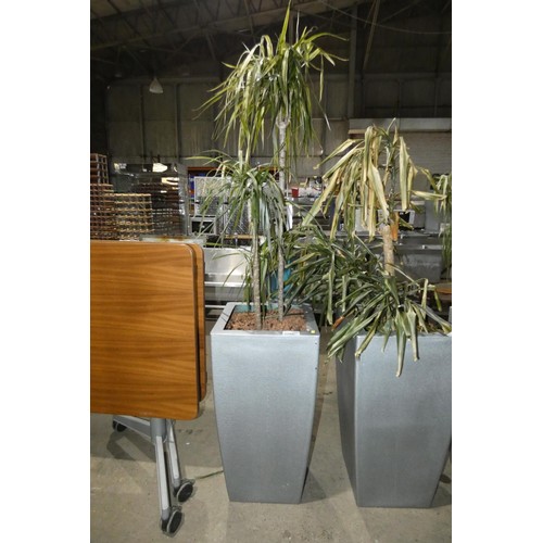 2205 - A tall interior office retangular plant pot & plant