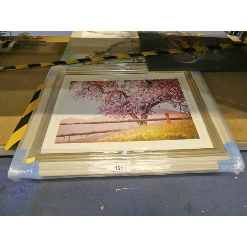 151 - 1 x framed print approx 81 x 61cm - tree in blossom