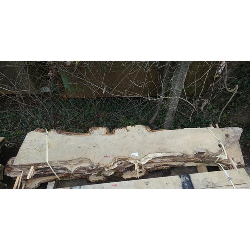 6231 - A quantity of English burr oak slabs measuring approx 240cm L x 32cm W x L