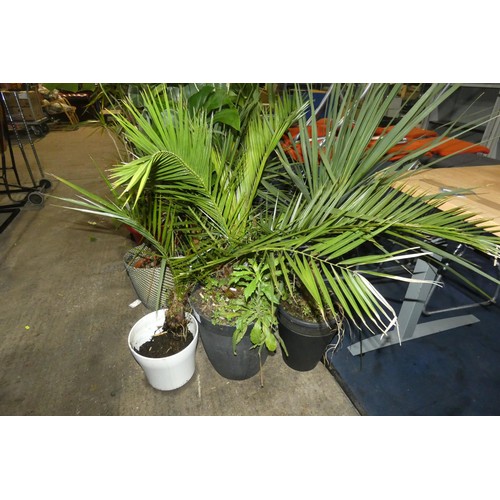 2236 - 3 x large potted plants, please see pictures for more details