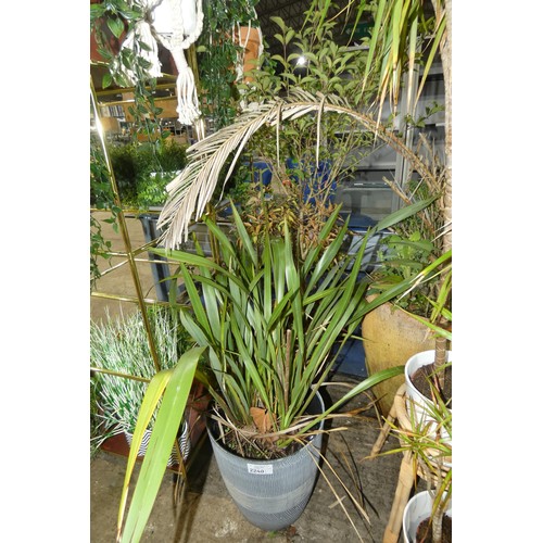 2240 - 2 x large potted plants, please see pictures for more details