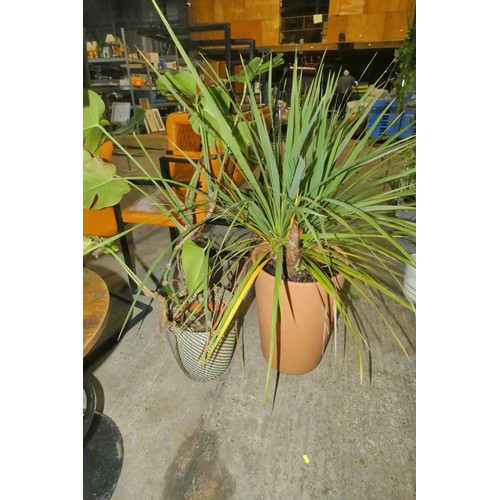 2237 - 2 x large potted plants, please see pictures for more details