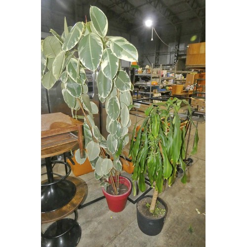 2238 - 2 x large potted plants, please see pictures for more details