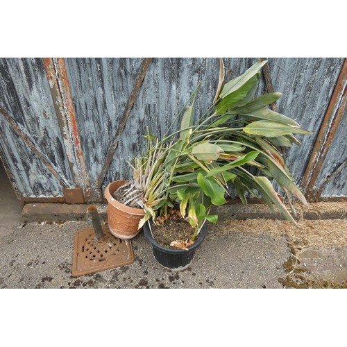 2394 - A metal decorative parasol base, and 2 large potted garden plants