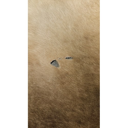 536 - 1 x Bryan cowhide beige rug approx 150 x 170cm (irregular shape as genuine cowhide) RRP £214. Please... 