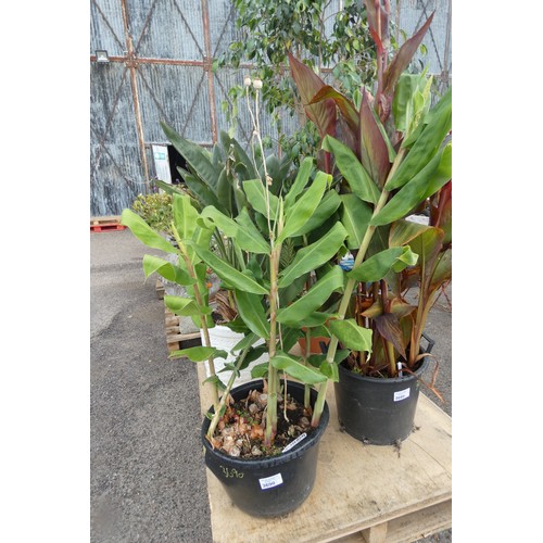 3690 - A large potted Ginger Lily