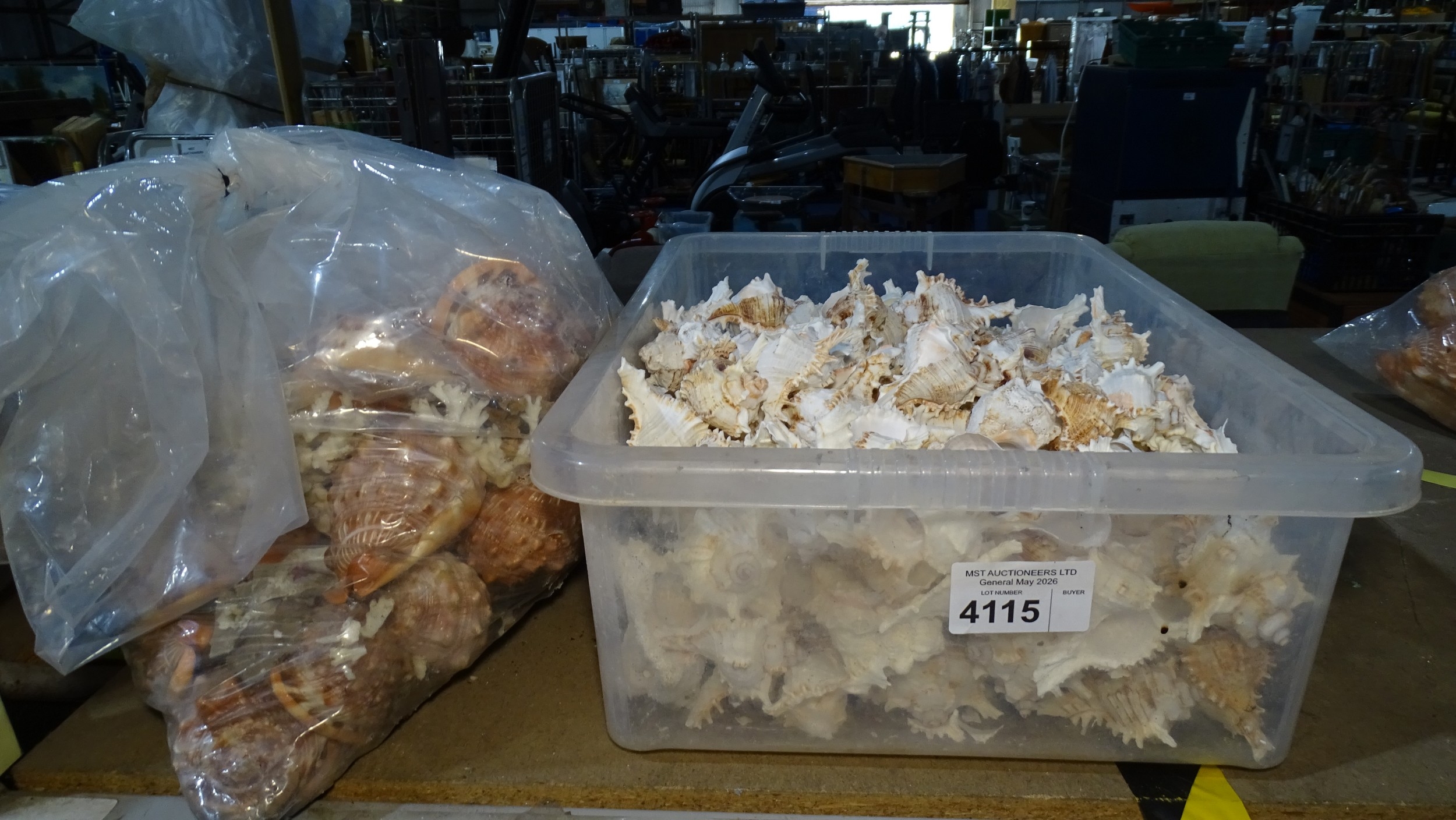 A quantity of various shells - Contents of 1 bag and box