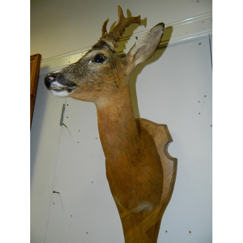 144 - Shoulder mounted Roe Deer by local taxidermist (VG Quality)