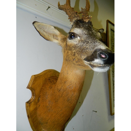 144 - Shoulder mounted Roe Deer by local taxidermist (VG Quality)