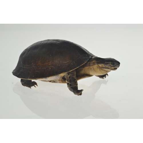 10 - Vintage taxidermy tortoise [20cm long]