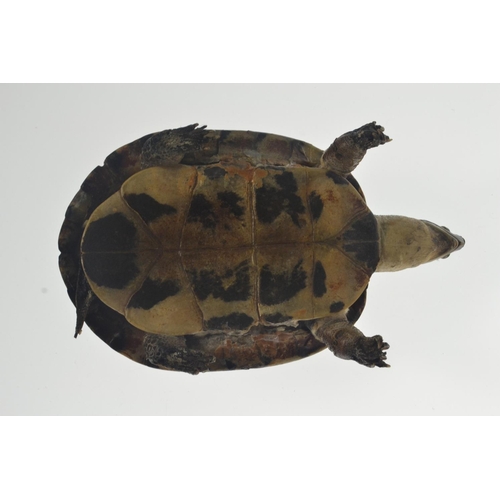 10 - Vintage taxidermy tortoise [20cm long]